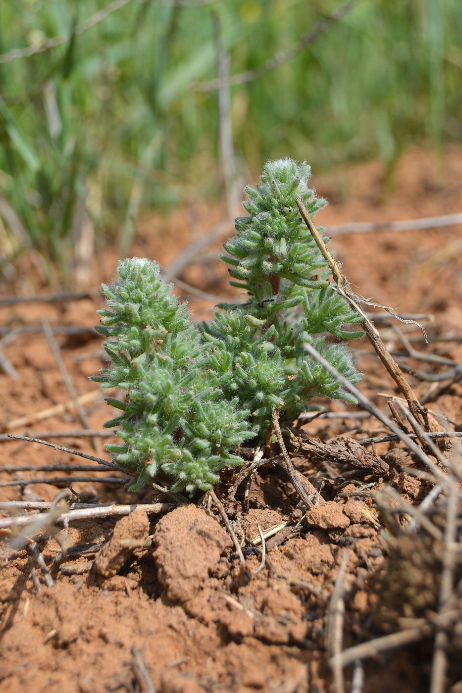 Изображение особи Bassia hyssopifolia.