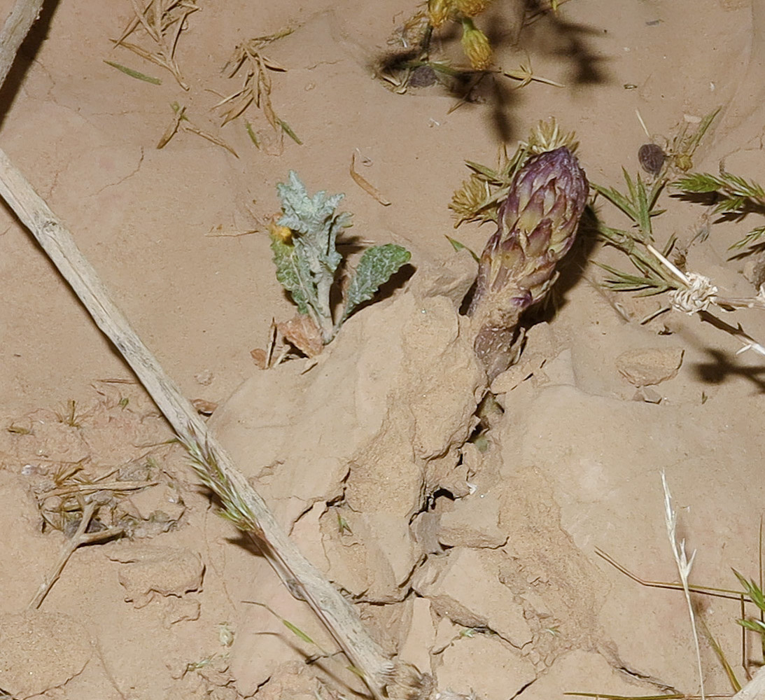 Image of Orobanche cernua specimen.