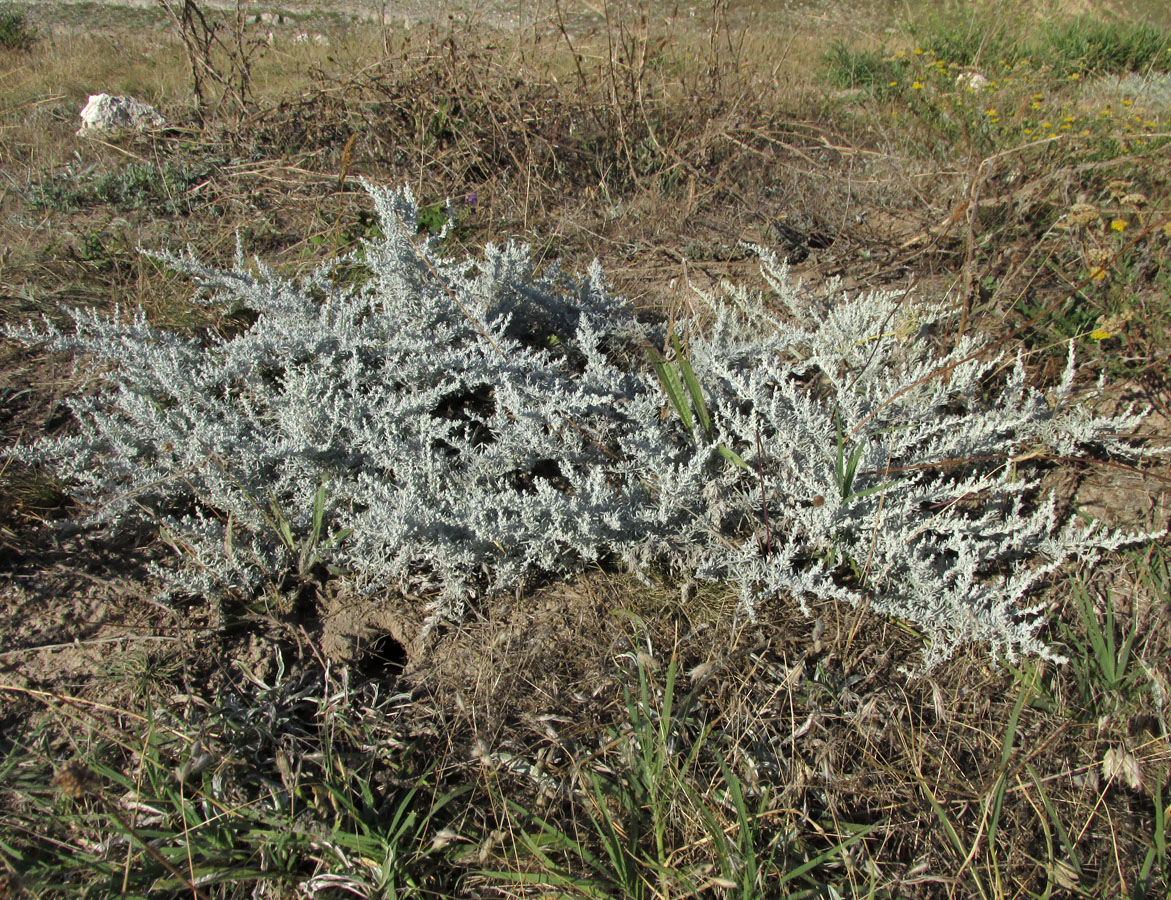 Image of Artemisia lercheana specimen.