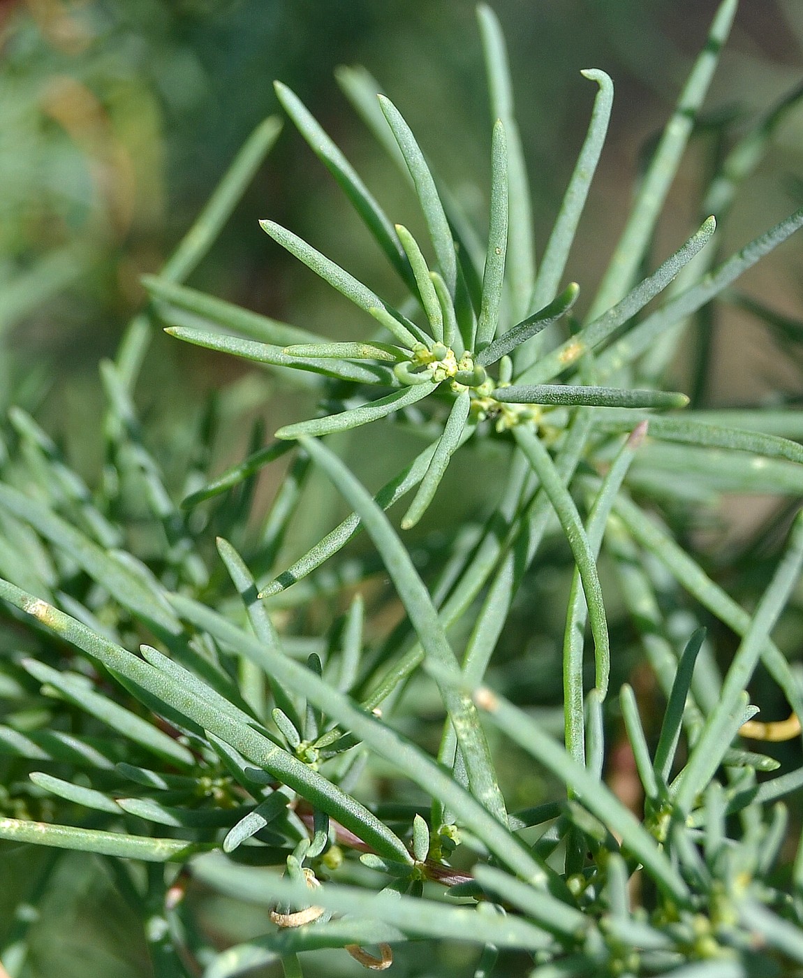 Image of Suaeda altissima specimen.