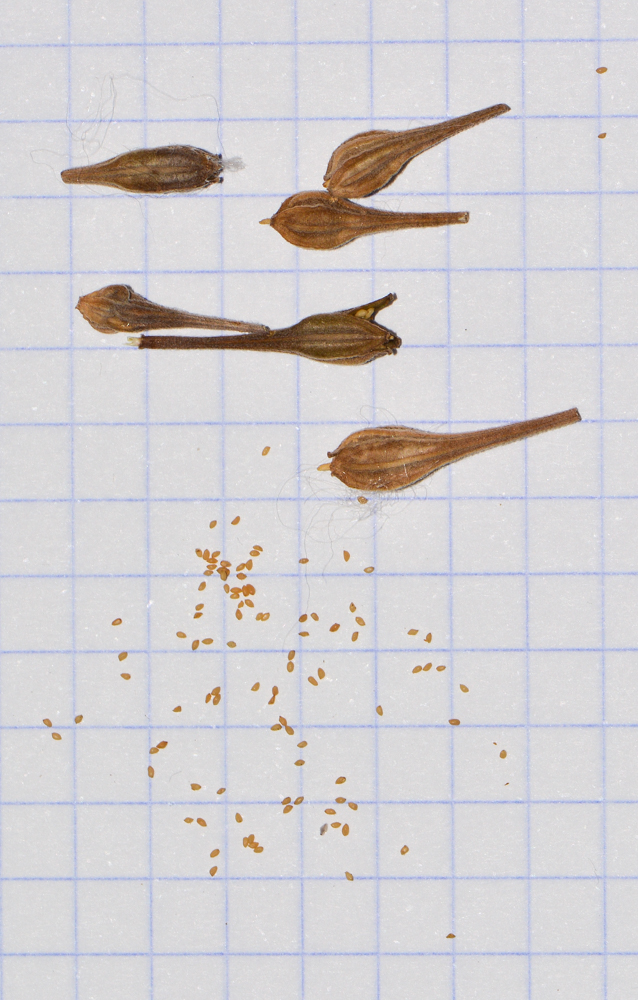 Image of Oenothera rosea specimen.