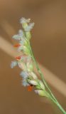 Panicum turgidum