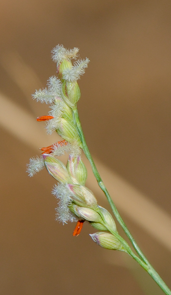 Изображение особи Panicum turgidum.