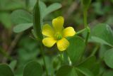 Oxalis dillenii