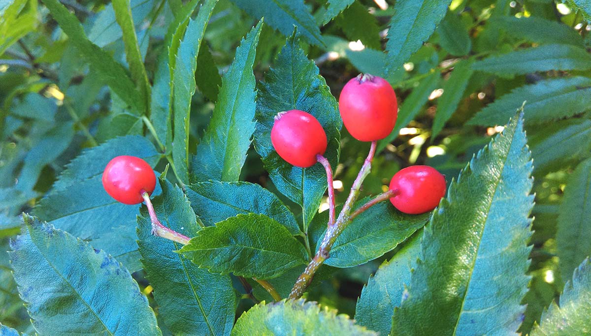 Изображение особи Sorbus sambucifolia.