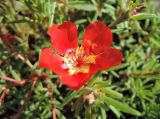 Portulaca grandiflora. Цветок. Краснодарский край, г. Краснодар, в озеленении. 13.09.2016.