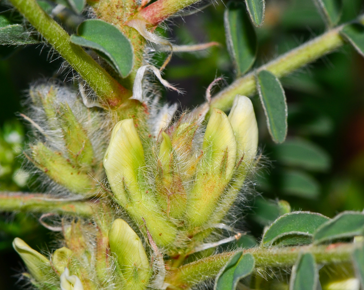 Изображение особи Astragalus aleppicus.