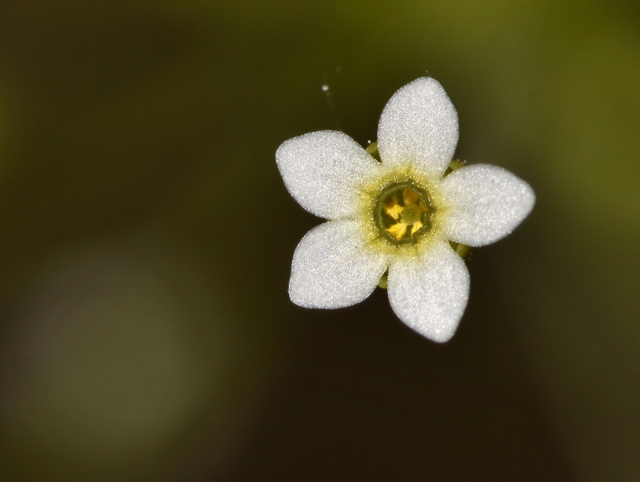 Изображение особи Androsace filiformis.