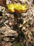 Adonis amurensis