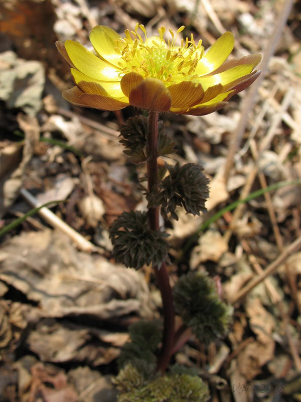 Image of Adonis amurensis specimen.