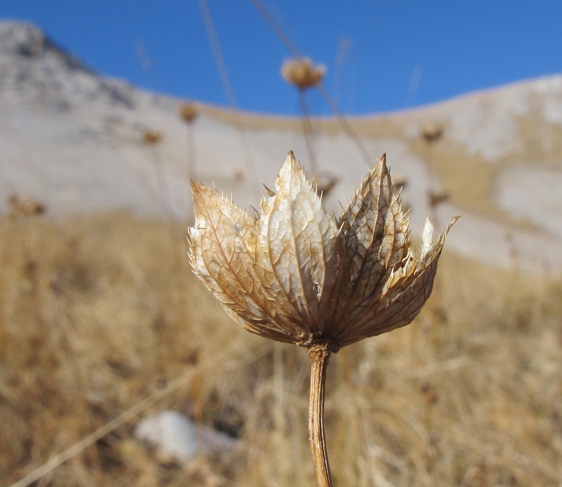 Image of Astrantia maxima specimen.