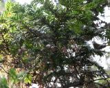 Cephalotaxus harringtonia разновидность drupacea. Ветвь с фруктификациями. Крым, Никитский ботанический сад, в культуре. 05.10.2016.