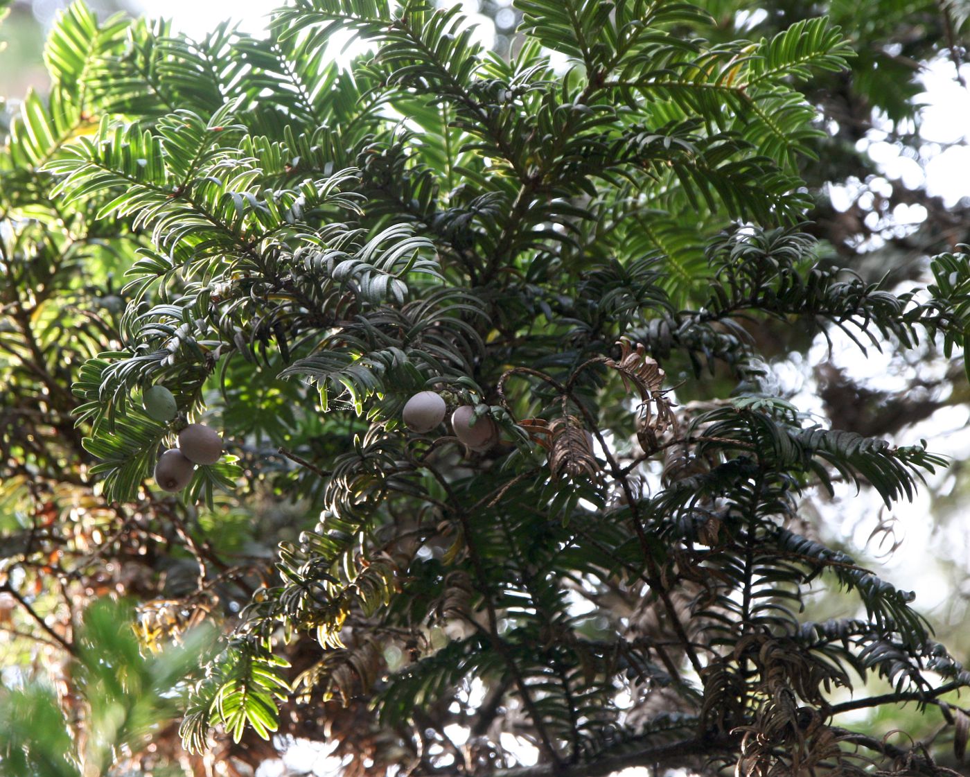 Изображение особи Cephalotaxus harringtonia var. drupacea.