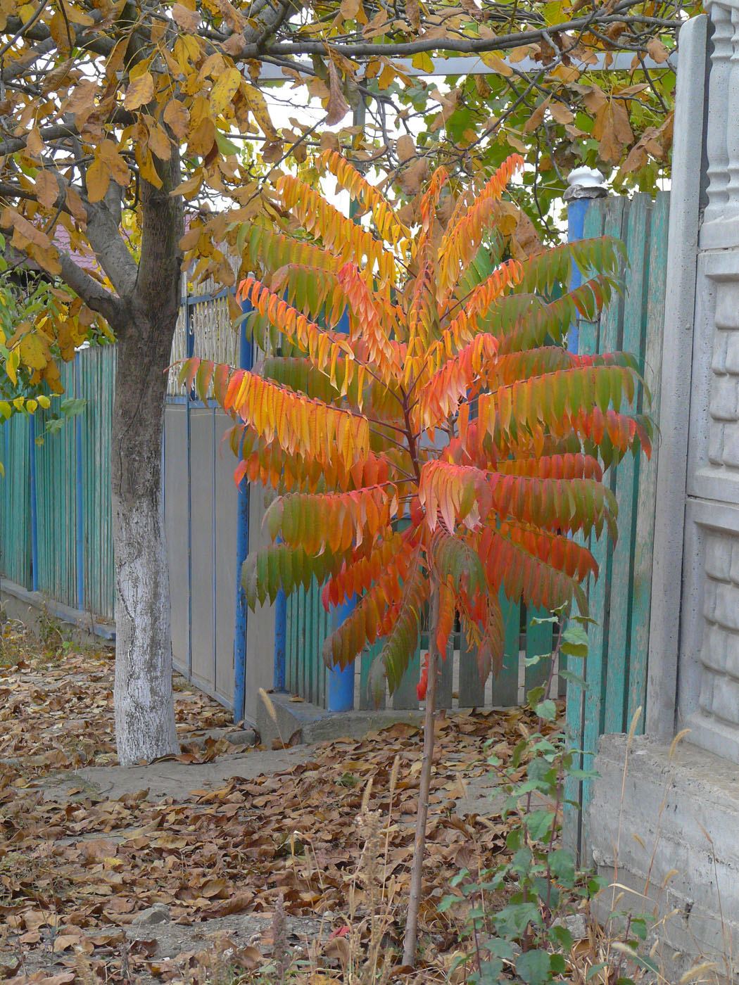 Image of Rhus glabra specimen.