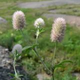 Trifolium arvense. Верхушка плодоносящего растения. Приморский край, г. Владивосток, Ленинский р-н, газон за остановкой \"Фуникулёр\". 03.08.2016.