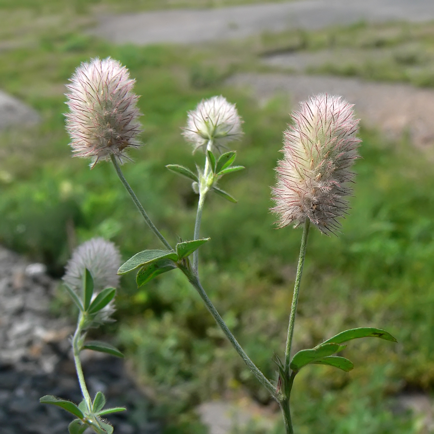 Image of Trifolium arvense specimen.