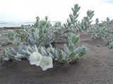 Convolvulus persicus