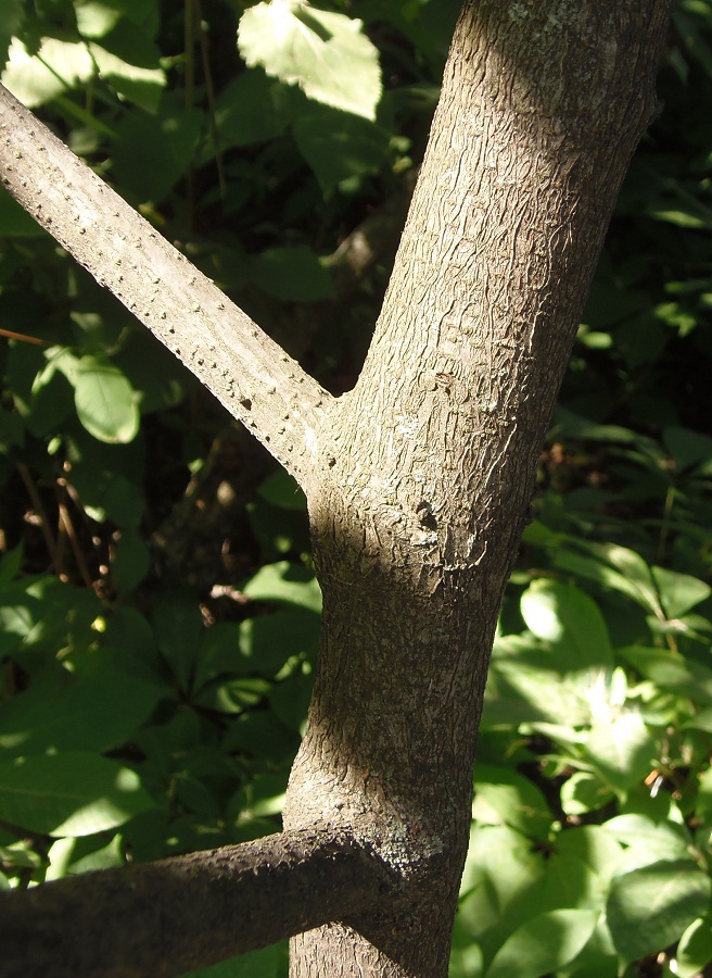 Image of Aesculus parviflora specimen.