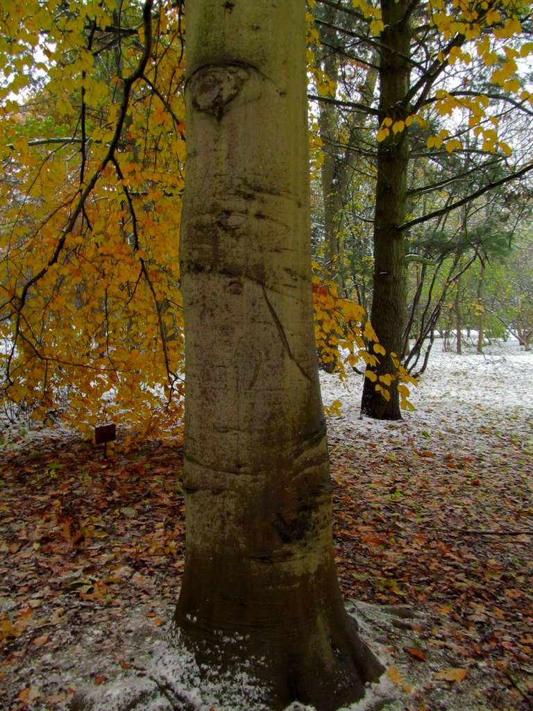 Image of Fagus grandifolia specimen.