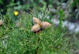 Paeonia tenuifolia