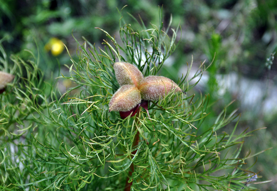 Image of Paeonia tenuifolia specimen.