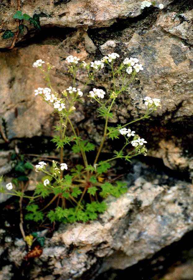 Image of Saxifraga irrigua specimen.