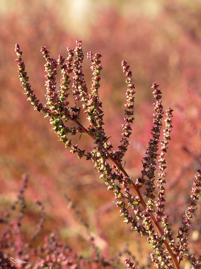 Image of Suaeda corniculata specimen.