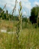 Elytrigia trichophora