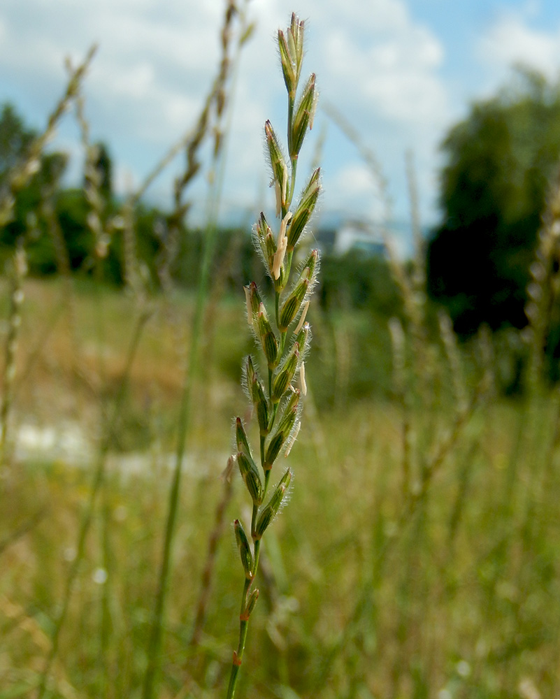 Изображение особи Elytrigia trichophora.