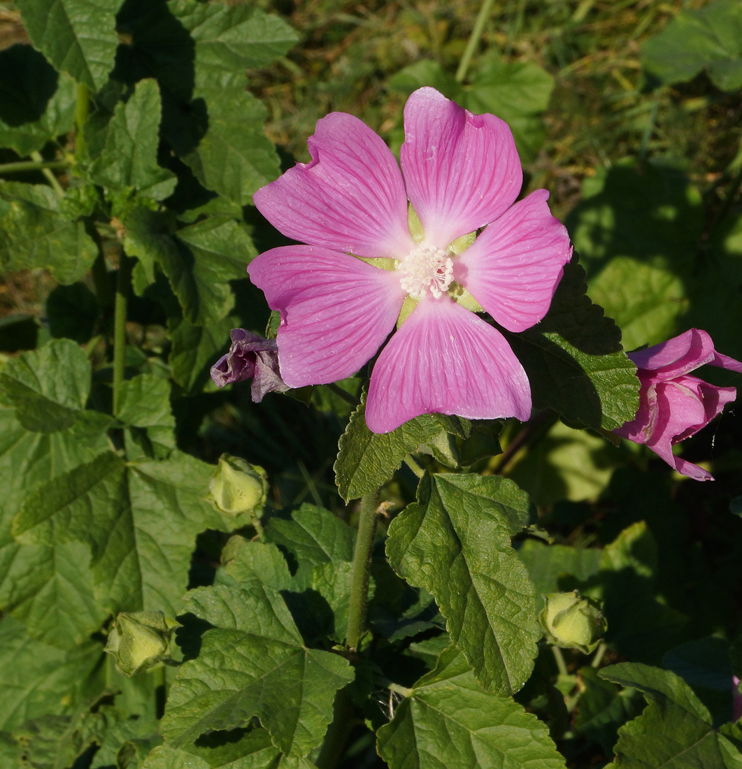 Image of Malva thuringiaca specimen.