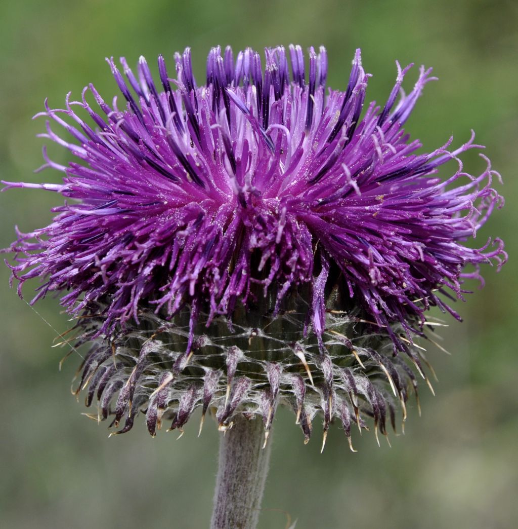 Image of Jurinea mollis specimen.