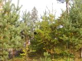 Pinus banksiana