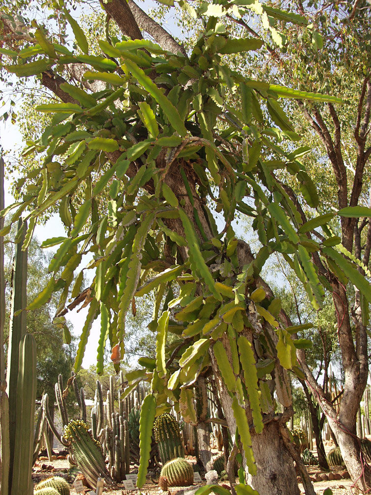 Изображение особи Hylocereus undatus.