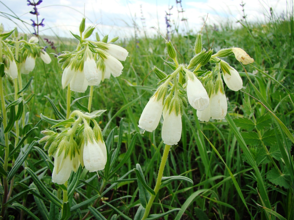 Изображение особи Onosma volgensis.