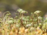 Marchantia polymorpha