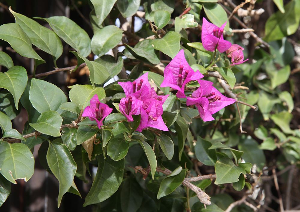 Изображение особи род Bougainvillea.