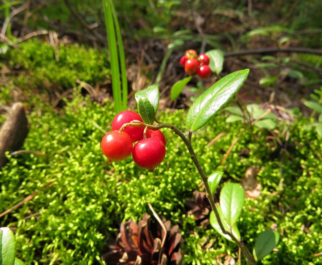 Image of Vaccinium vitis-idaea specimen.