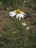 Anthemis arvensis