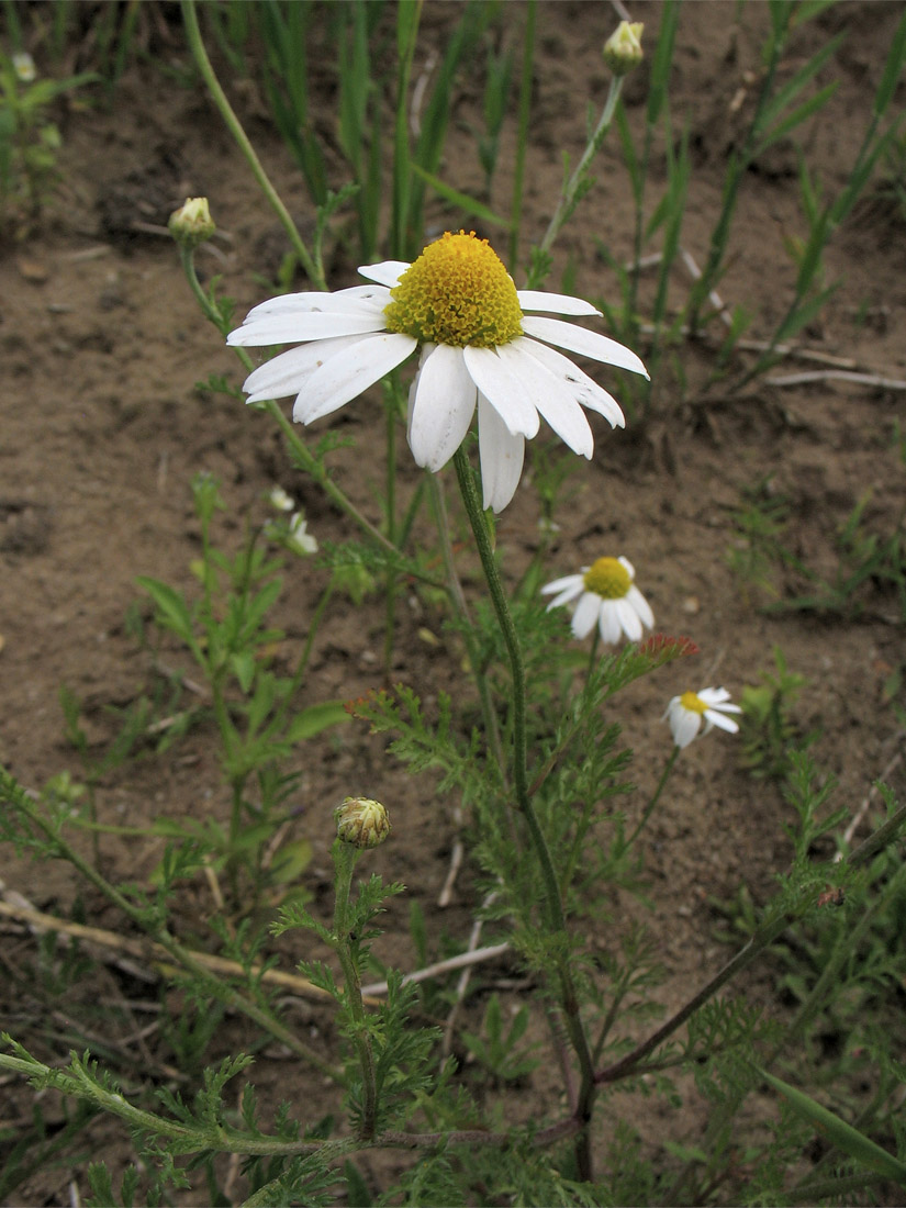 Изображение особи Anthemis arvensis.