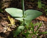 Cerastium perfoliatum