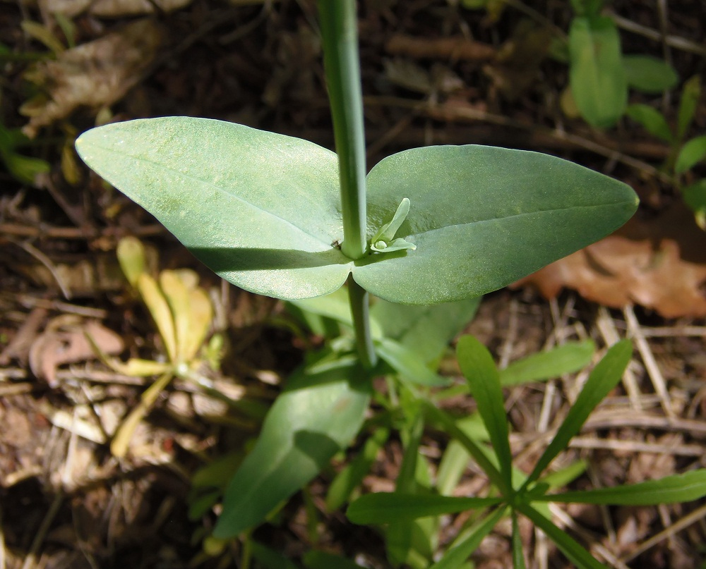 Изображение особи Cerastium perfoliatum.