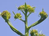 Isatis tinctoria