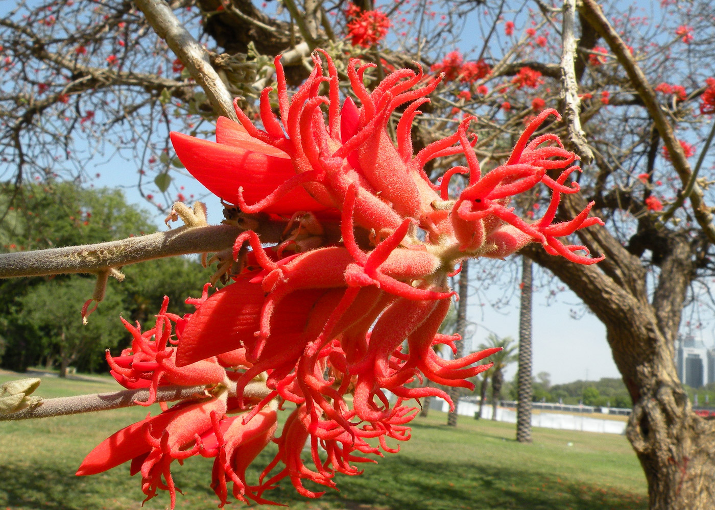 Image of Erythrina abyssinica specimen.