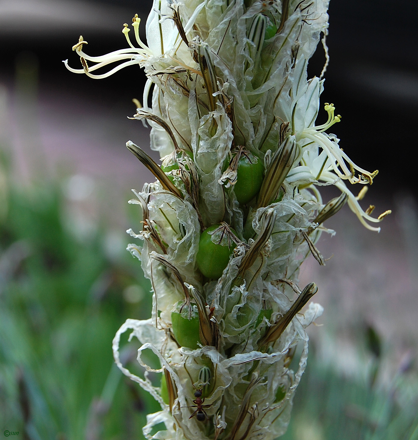 Изображение особи Asphodeline taurica.