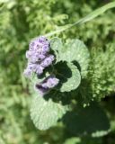 Nepeta mussinii