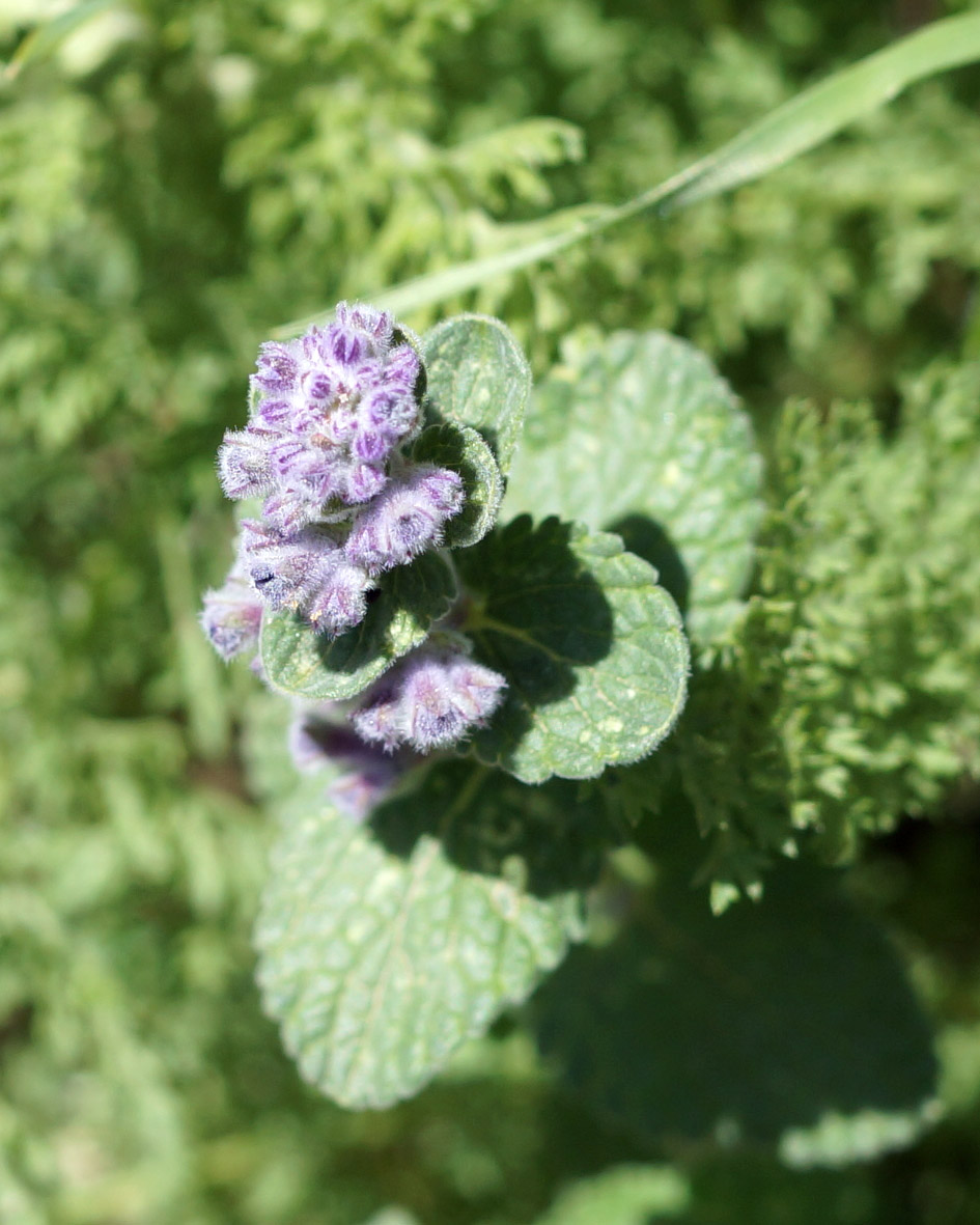 Изображение особи Nepeta mussinii.