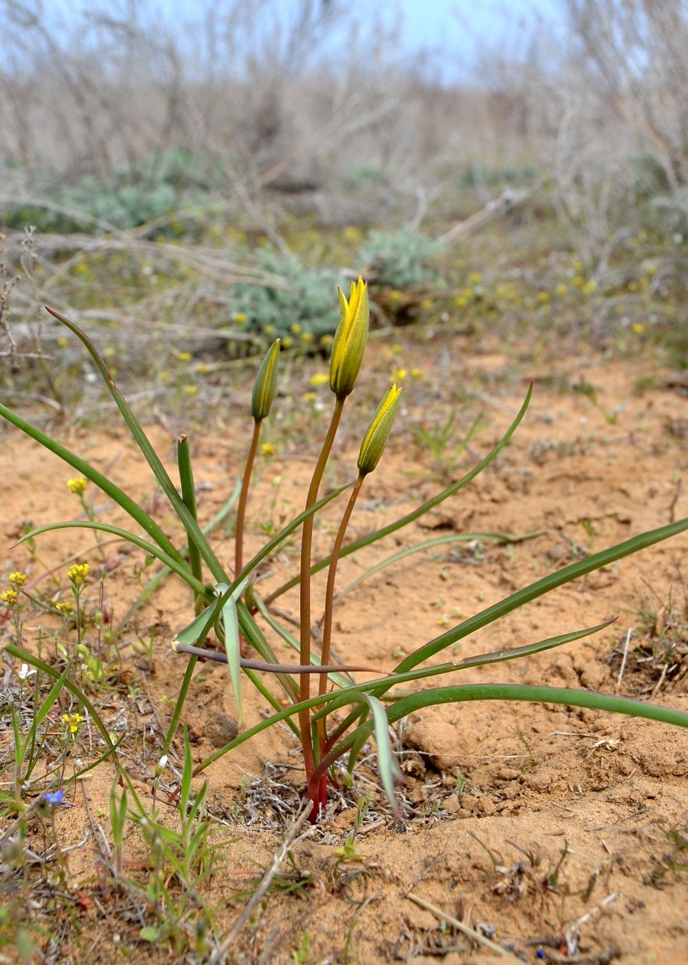 Image of Tulipa biebersteiniana specimen.