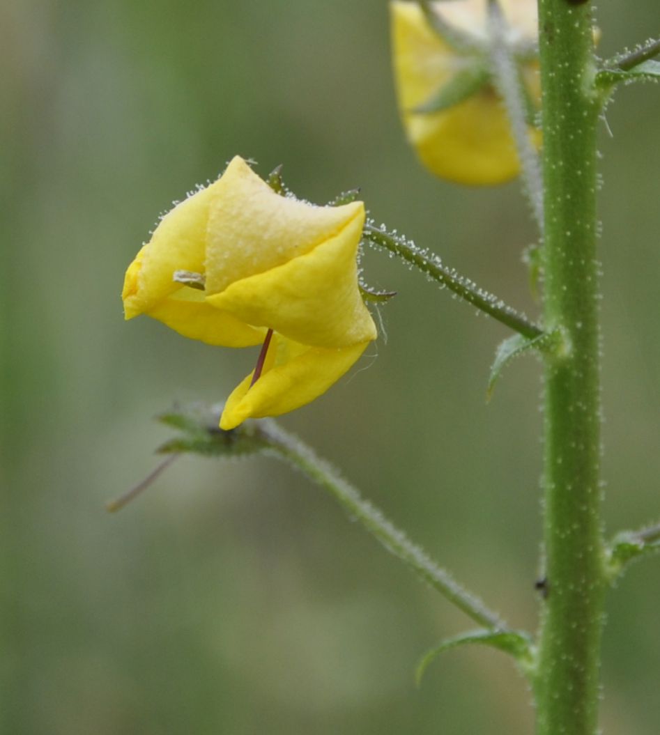 Image of Verbascum blattaria specimen.