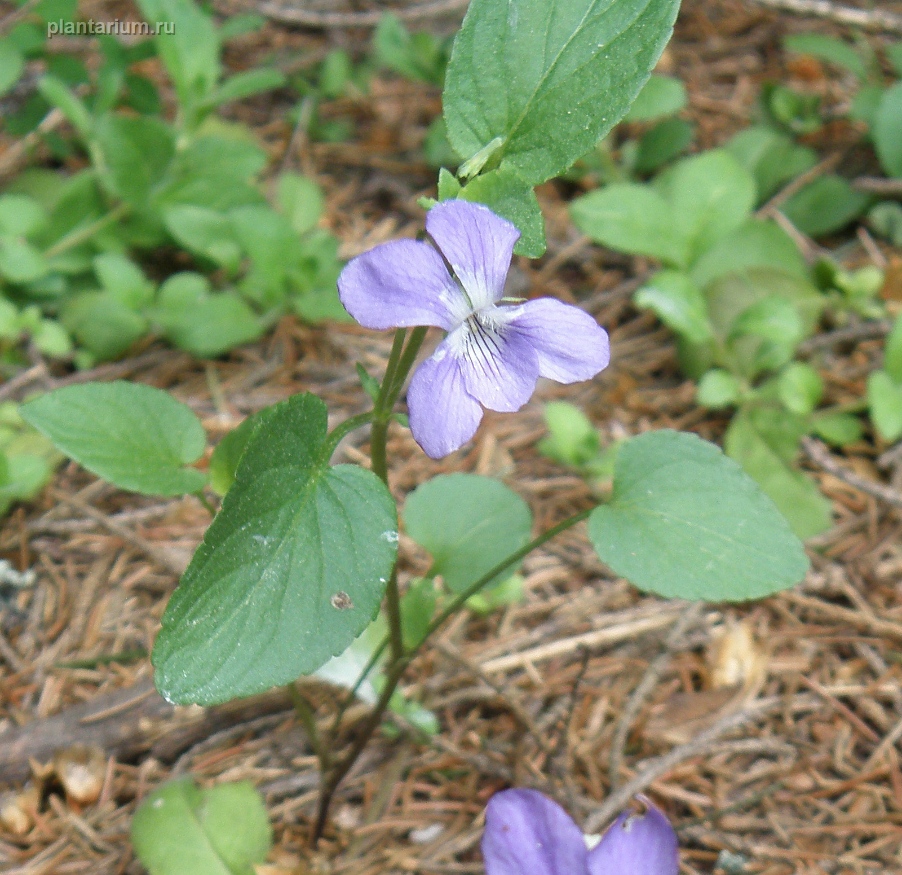 Image of Viola canina specimen.