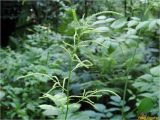 Aruncus sylvestris